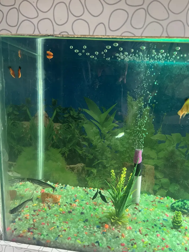 Aqurium with Fish & Complete Accessories for sale — photo 2