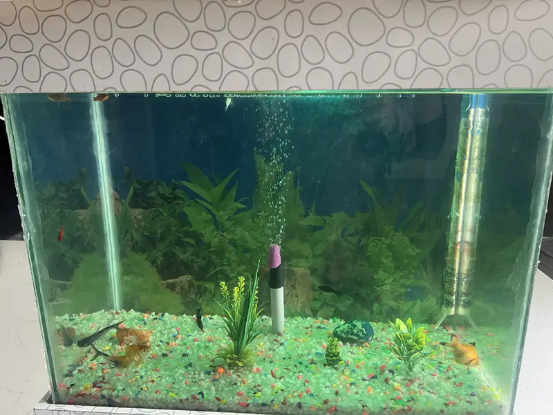 Aqurium with Fish & Complete Accessories for sale — photo 3