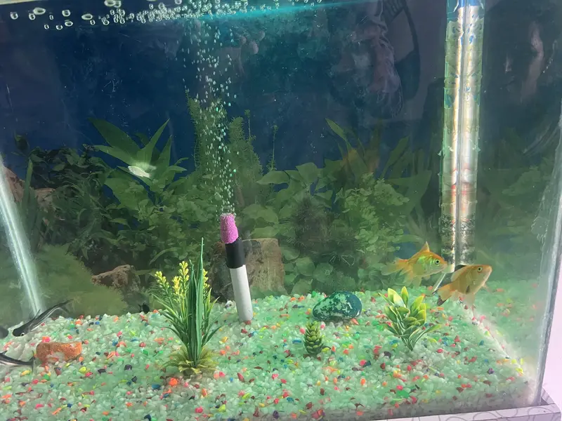 Aqurium with Fish & Complete Accessories for sale — photo 4