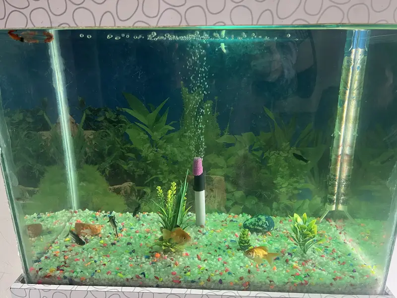 Aqurium with Fish & Complete Accessories for sale — photo 5