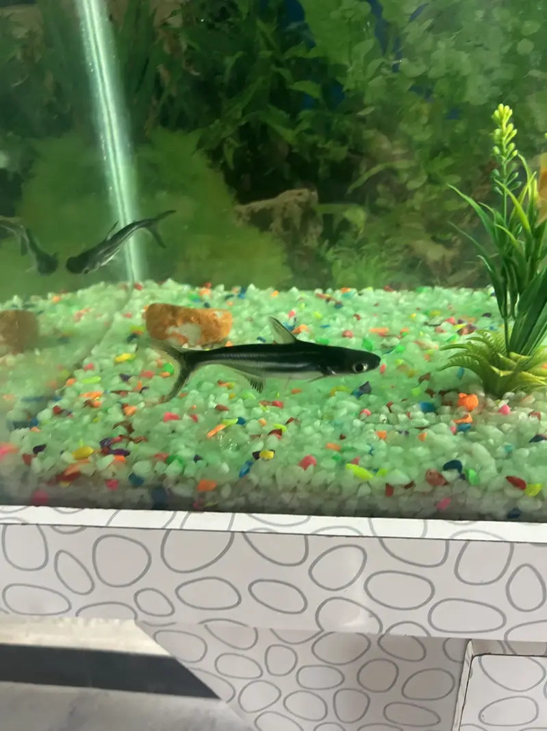 Aqurium with Fish & Complete Accessories for sale — photo 6