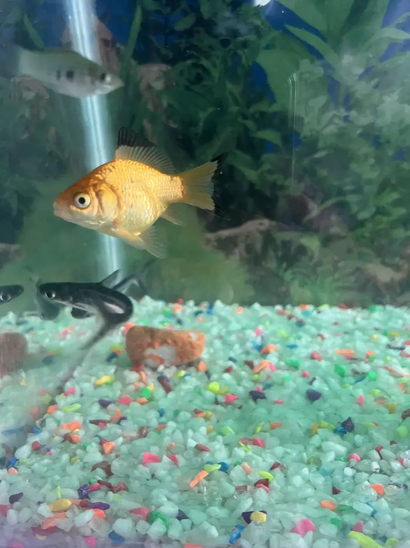 Aqurium with Fish & Complete Accessories for sale — photo 7