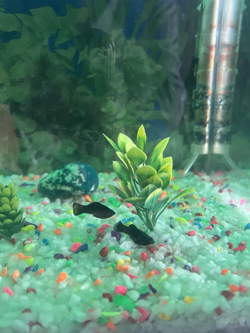 Aqurium with Fish & Complete Accessories for sale — photo 8