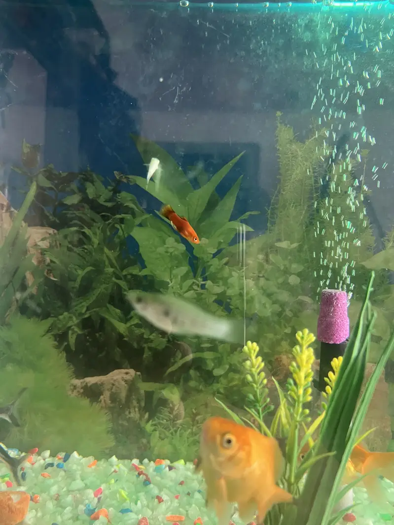 Aqurium with Fish & Complete Accessories for sale — photo 9