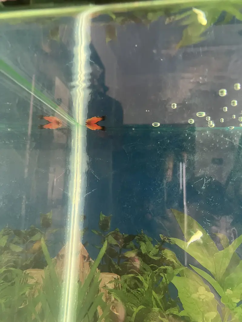 Aqurium with Fish & Complete Accessories for sale — photo 10