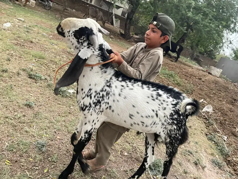 2 dant beetal bakra for sale