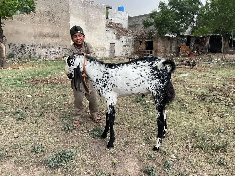 2 dant beetal bakra for sale — photo 2