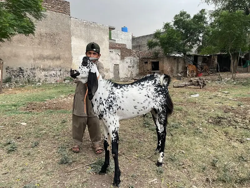 2 dant beetal bakra for sale — photo 3