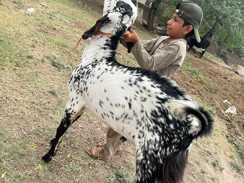 2 dant beetal bakra for sale — photo 4