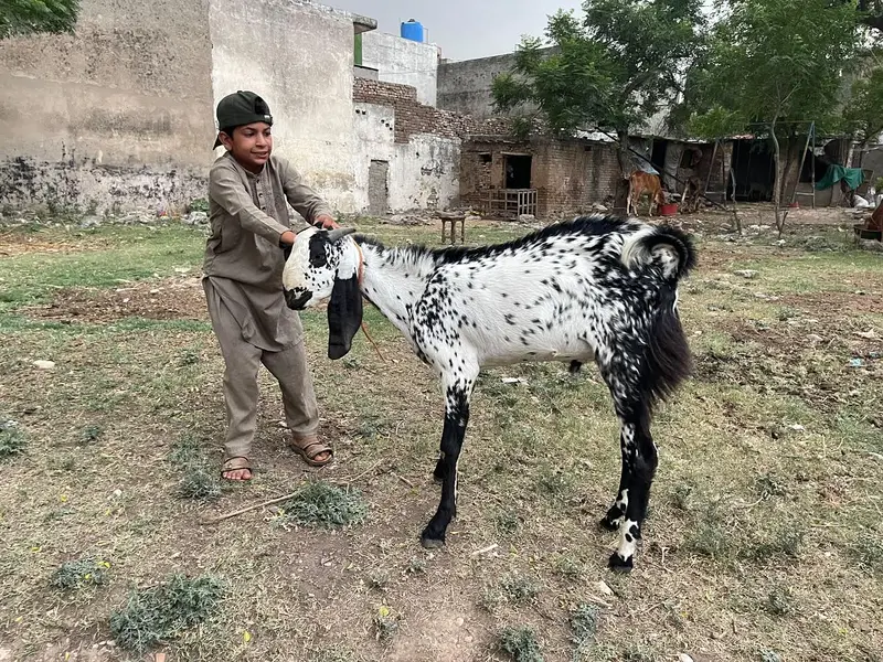 2 dant beetal bakra for sale — photo 5