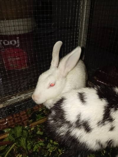 2 red eyes rabbit male female pair  and 3rd one black white is male