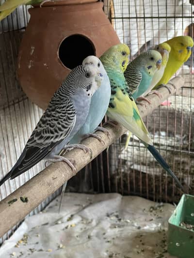 budges beautiful coluor breeder pair under exhibition male bi for sale