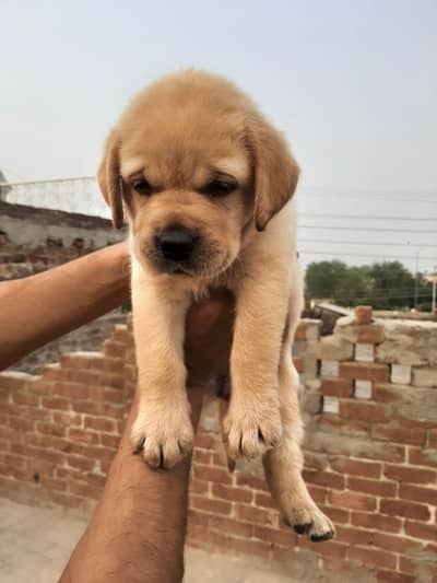 puppies available