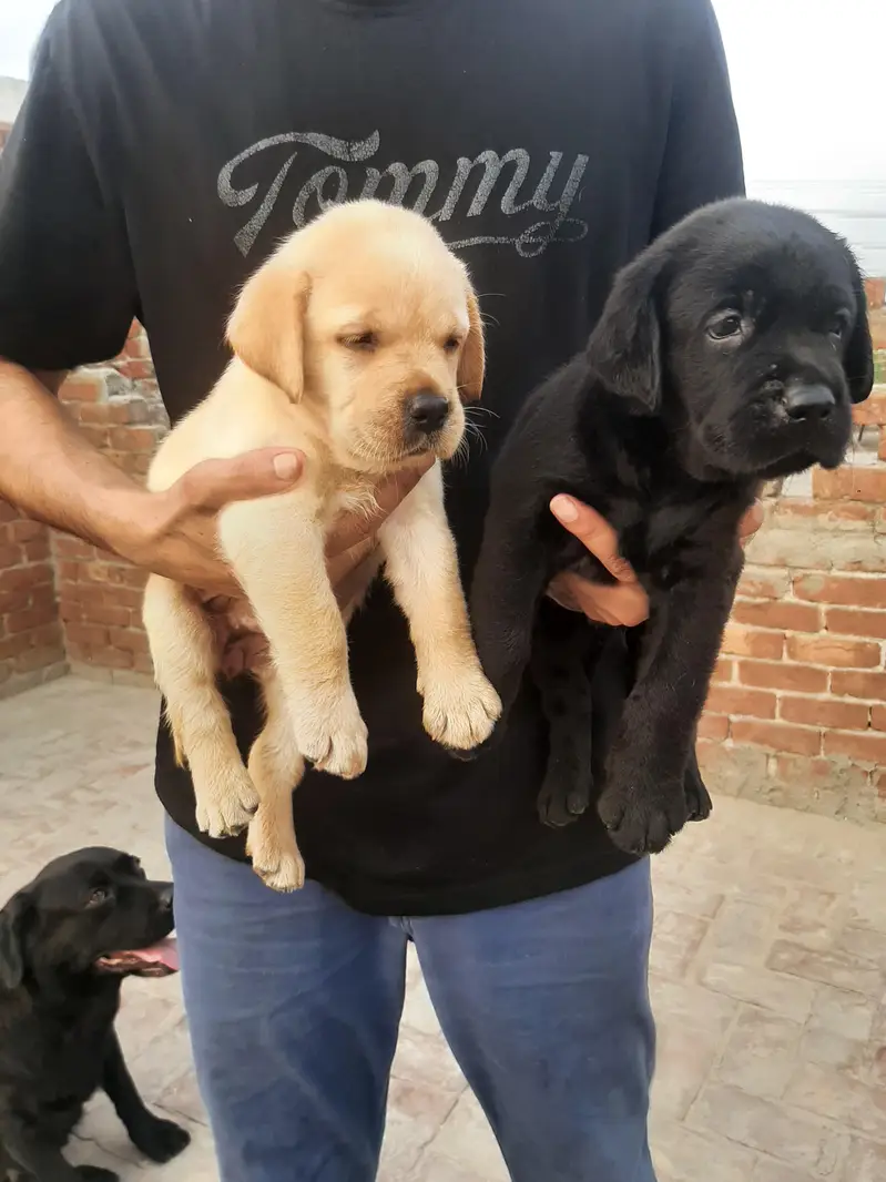 puppies available — photo 2