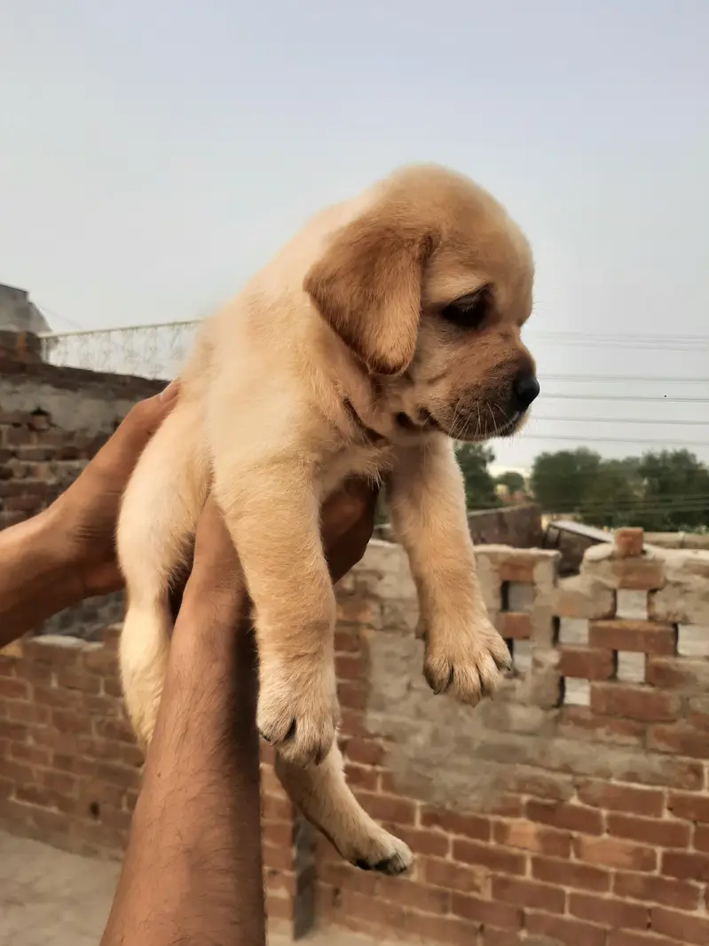 puppies available — photo 3