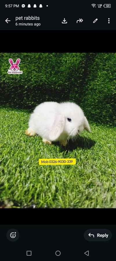 Rabbits (K&F Rabbitery)