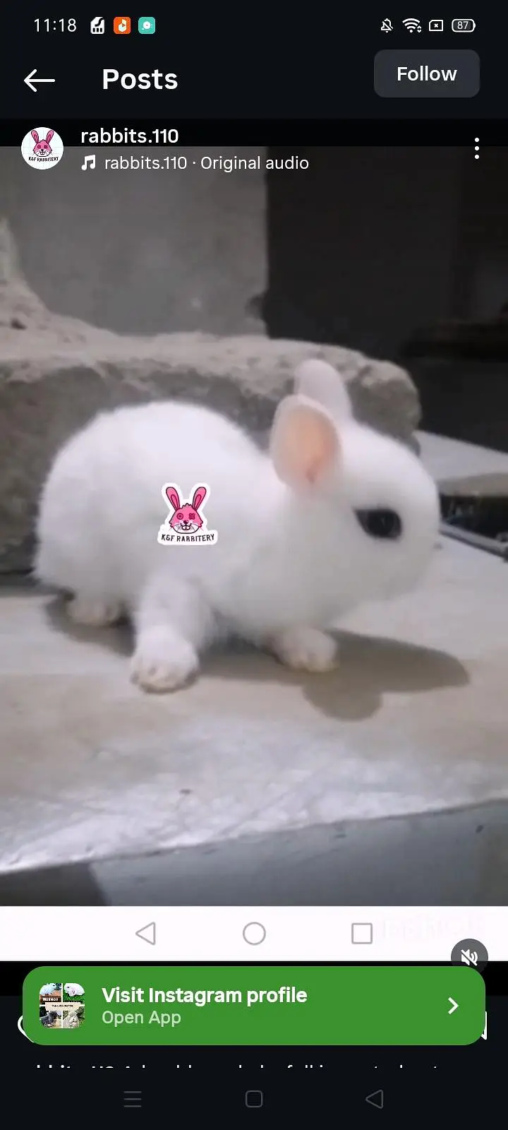 Rabbits (K&F Rabbitery) — photo 2