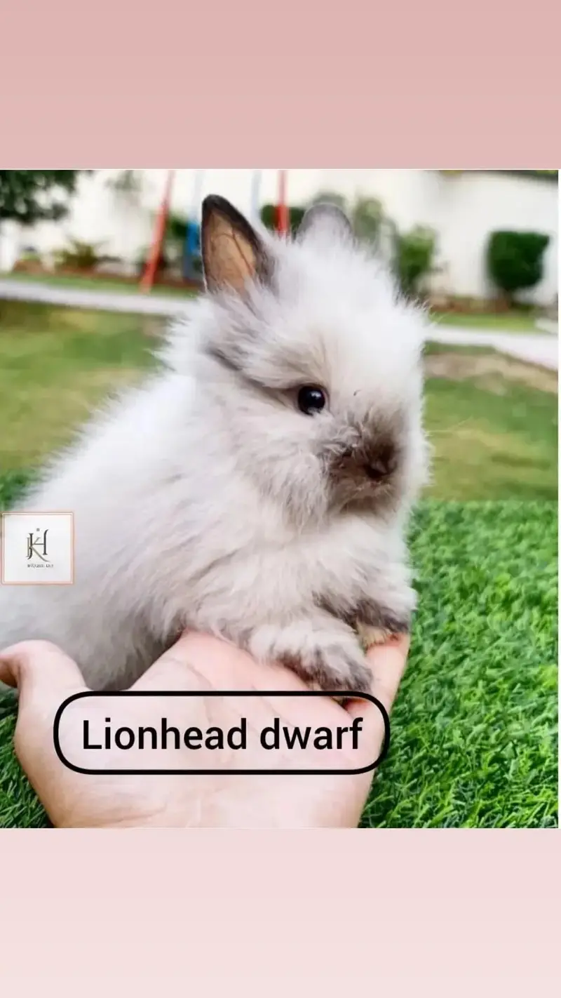 Rabbits (K&F Rabbitery) — photo 3