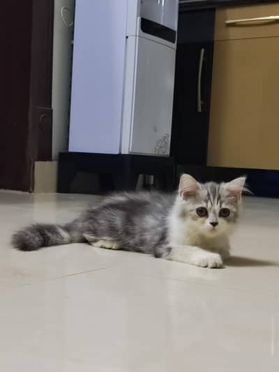 KITTENS LOOKING FOR NEW HOME