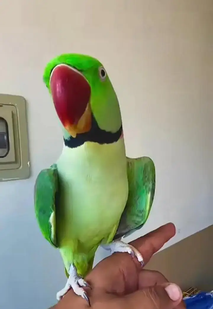 Kashmiri raw parrot for sale and time vice train vaccine mukammal