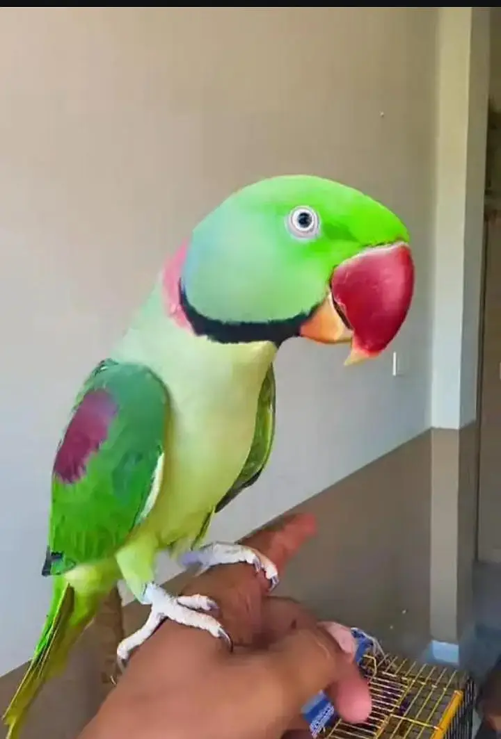 Kashmiri raw parrot for sale and time vice train vaccine mukammal — photo 2