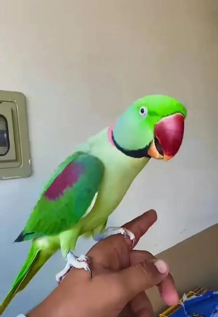 Kashmiri raw parrot for sale and time vice train vaccine mukammal — photo 3