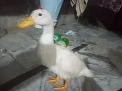 two females ducks pair full active if you went only one contact withme