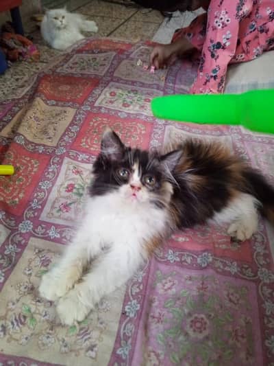 calico female kitten