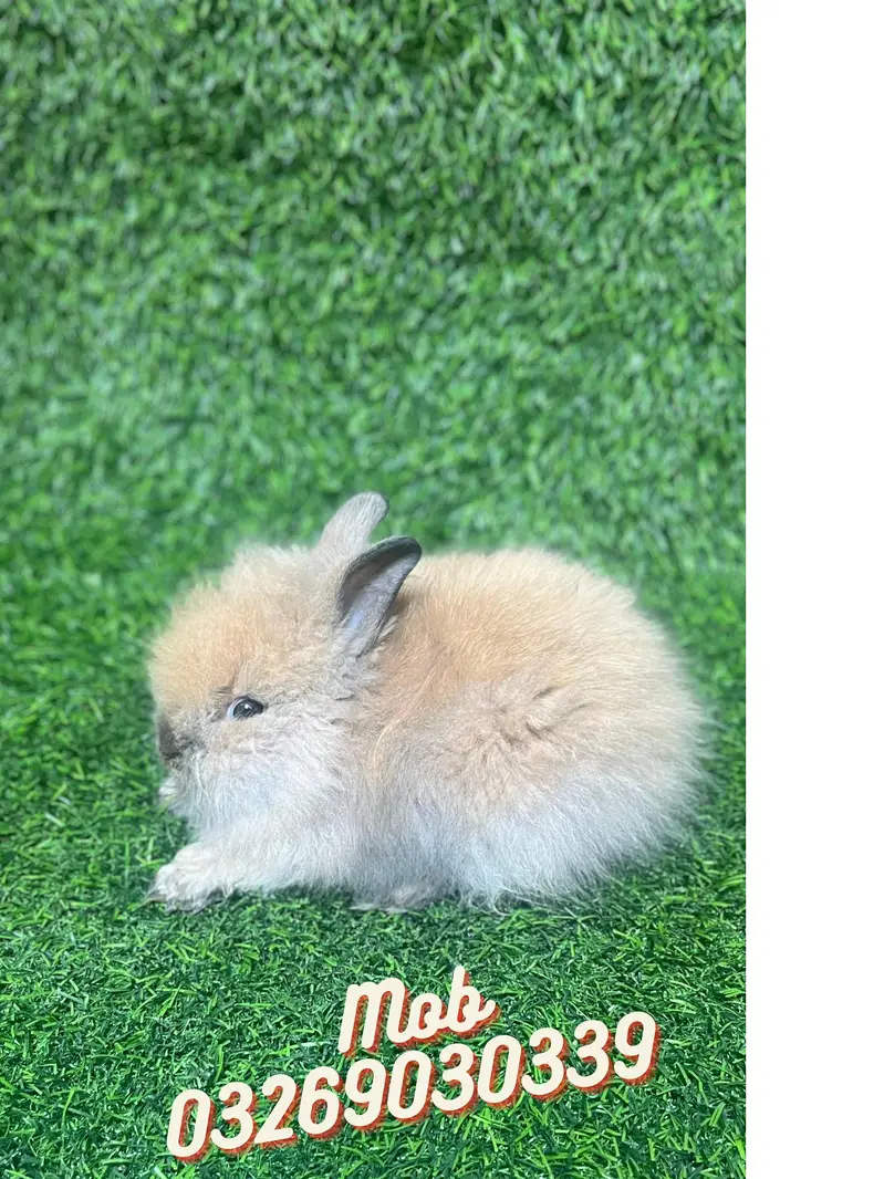 Rabbits (K&F Rabbitery) — photo 4