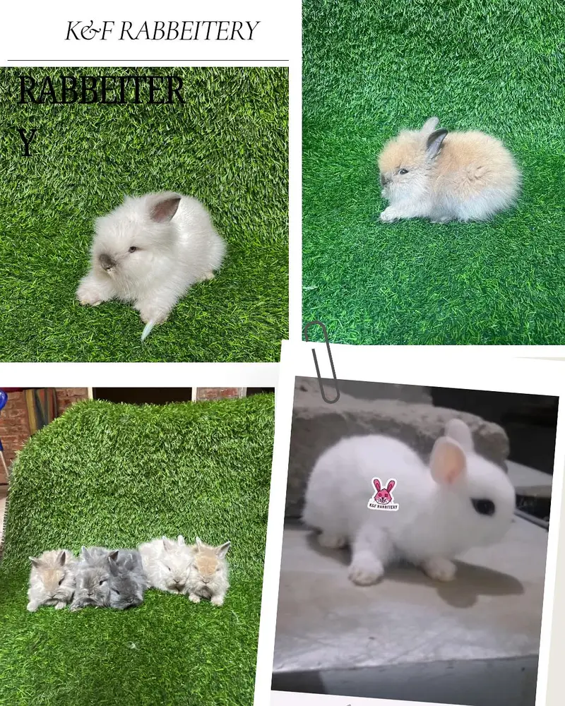 Rabbits (K&F Rabbitery) — photo 5