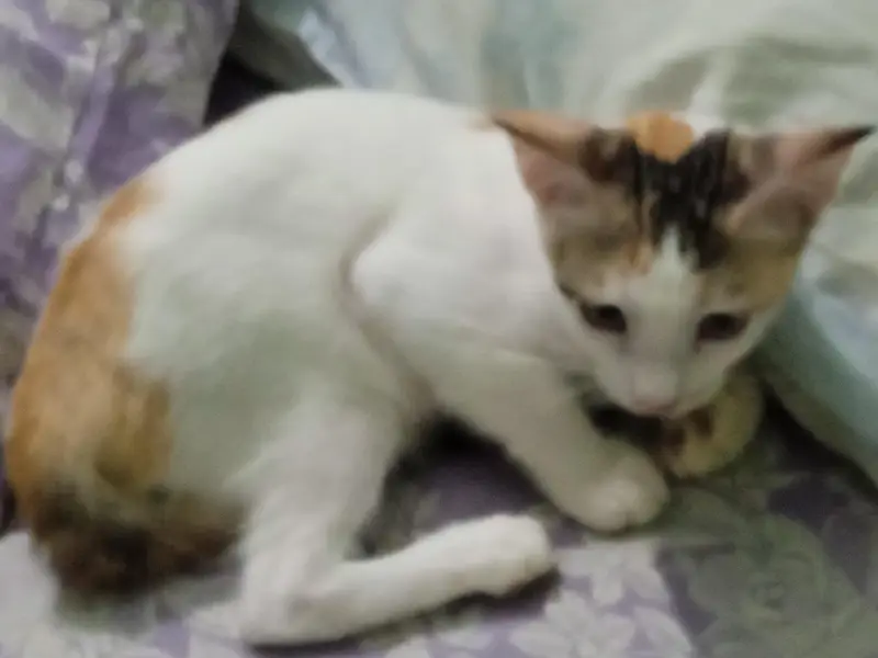 kitten for adaptation