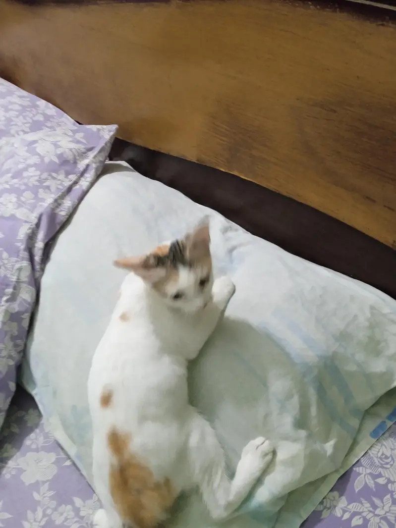 kitten for adaptation — photo 2
