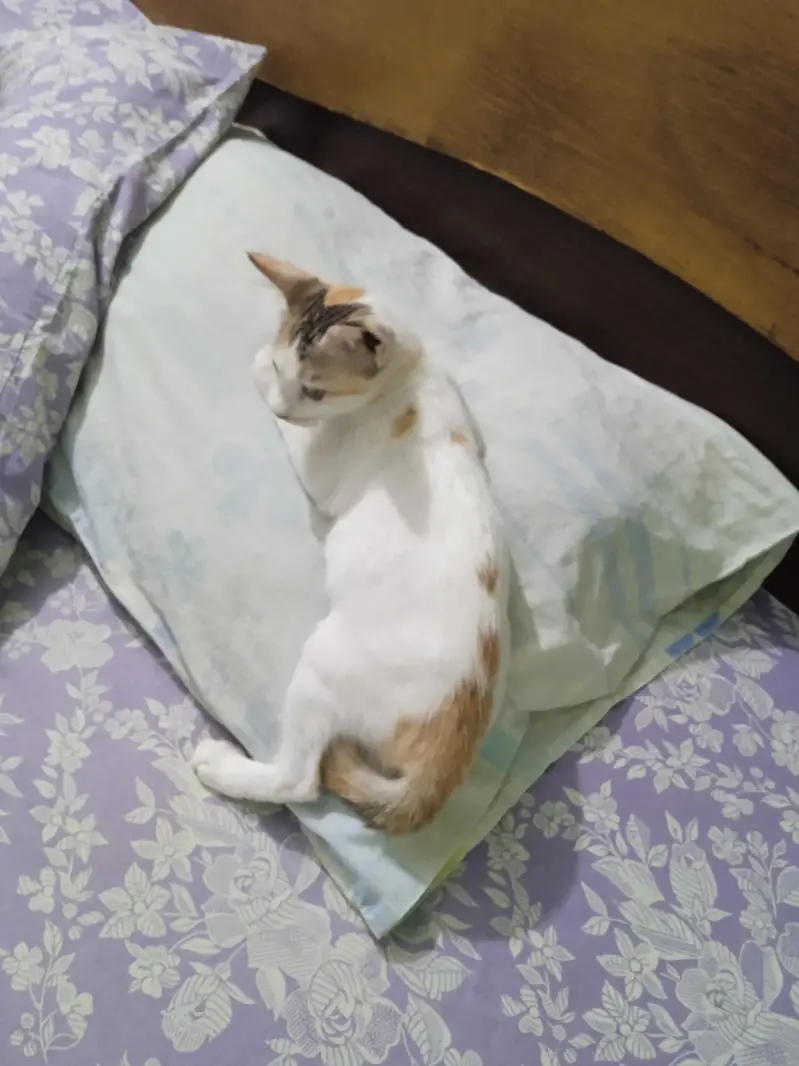 kitten for adaptation — photo 3