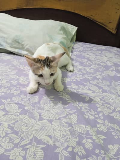 kitten for adaptation