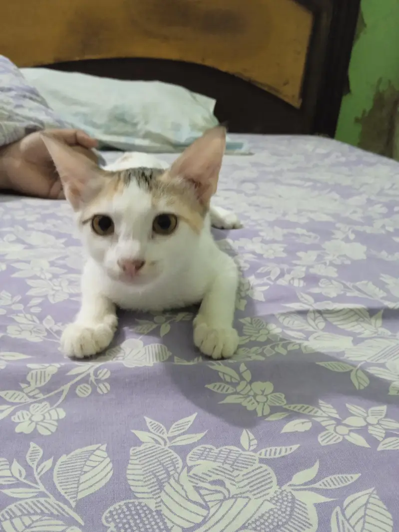 kitten for adaptation — photo 5