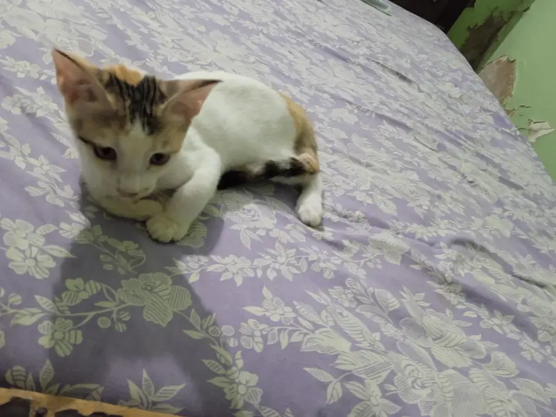 kitten for adaptation — photo 6