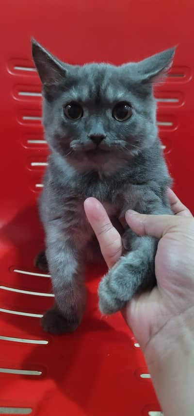 Greyish white persian male cat