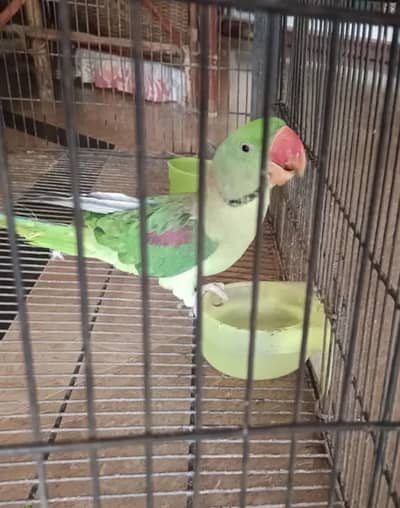 Raw parrot
