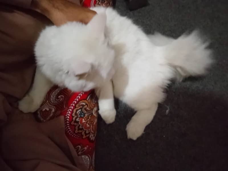 Persian pair 0