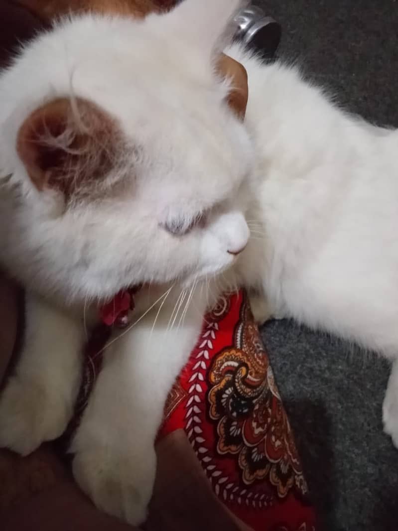 Persian pair 1