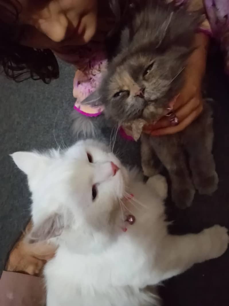 Persian pair 2