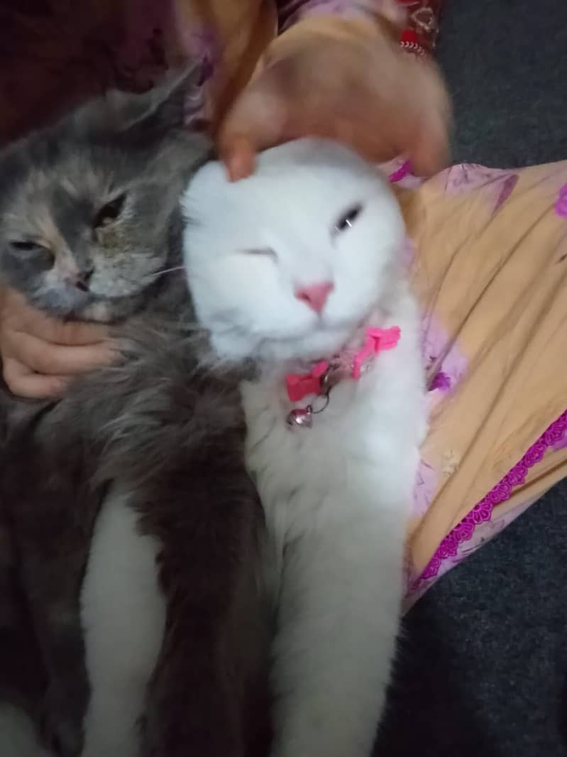 Persian pair 3