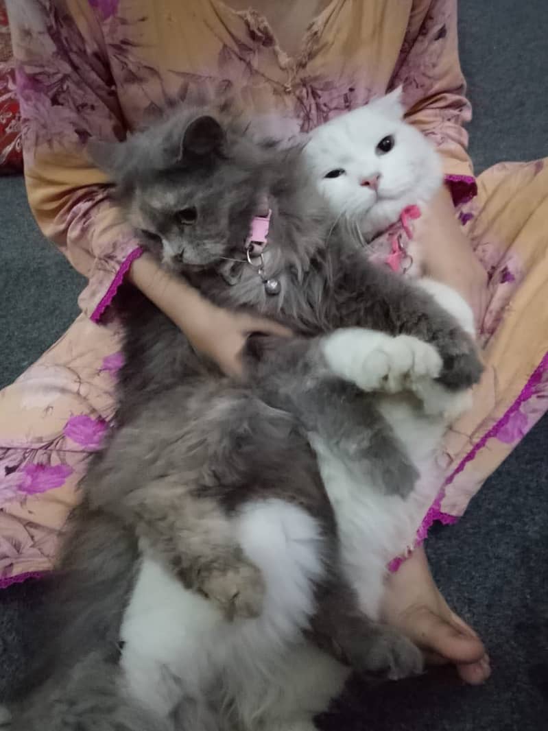 Persian pair 4