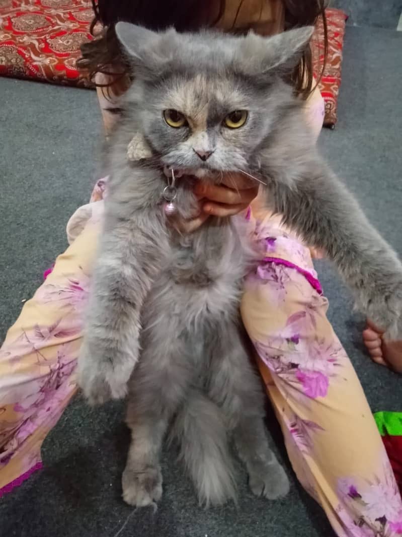 Persian pair 5