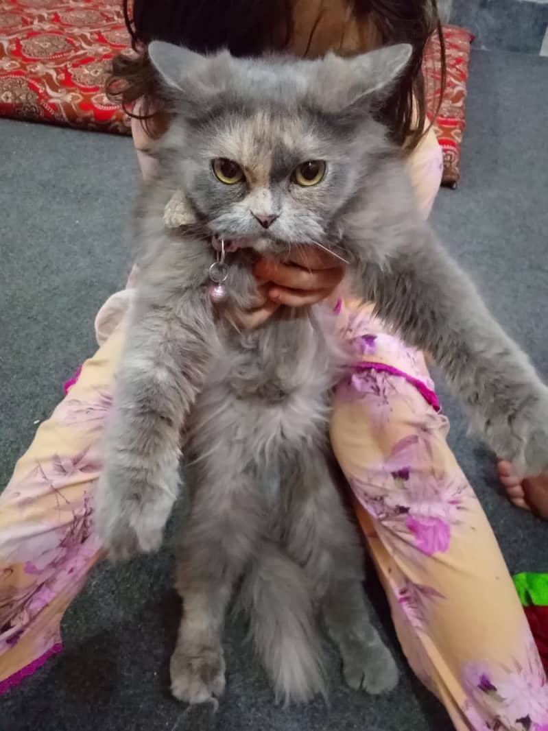 Persian pair 6