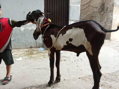 breader Bakra for sell Bhoot hi Alla chez hia Shok wali