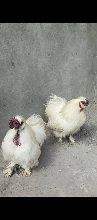 Top Quality White Silkie Fancy Breeder Pair For Sale