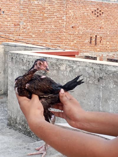 Thai aseel chicks top quality