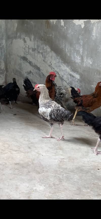 Golden misri pathay