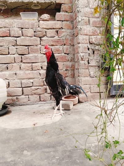 aseel murga lasani